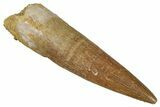 Fossil Plesiosaur (Zarafasaura) Tooth - Morocco #349855-1